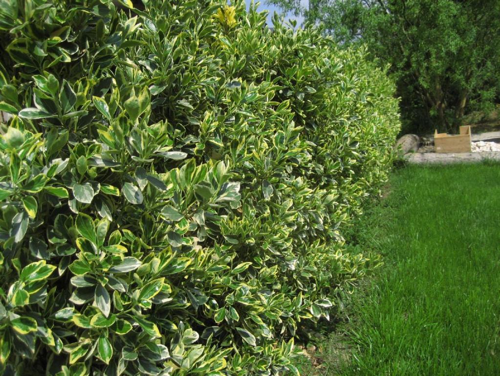 Euonymus japonicus 'Americanus'