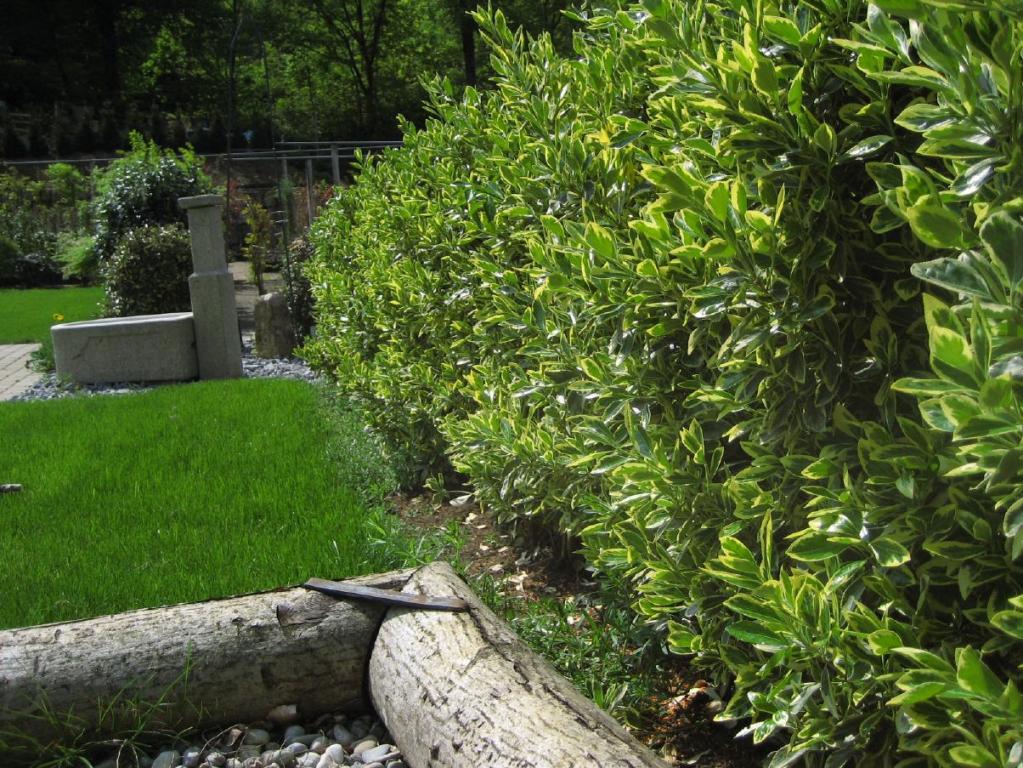 Euonymus japonicus 'Americanus'