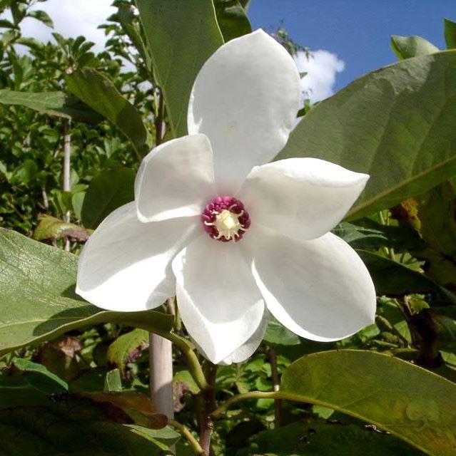 Magnolia sieboldii