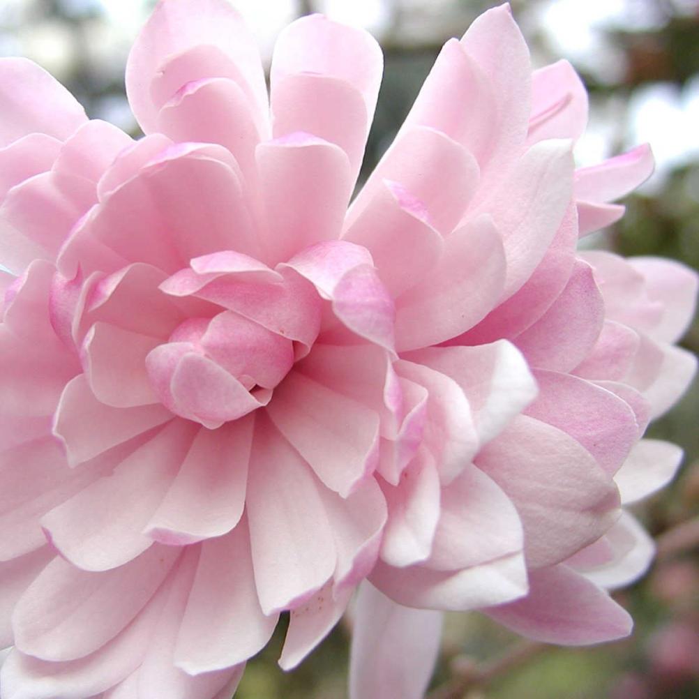 Magnolia stellata 'Rosea'