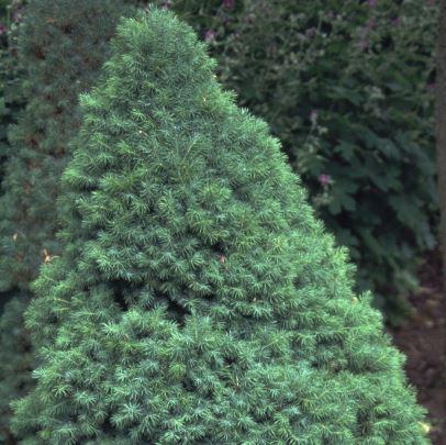 Picea glauca 'Blue Wonder' ®