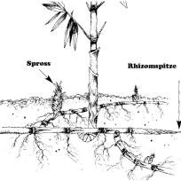Rhizom