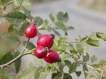 Rosa canina