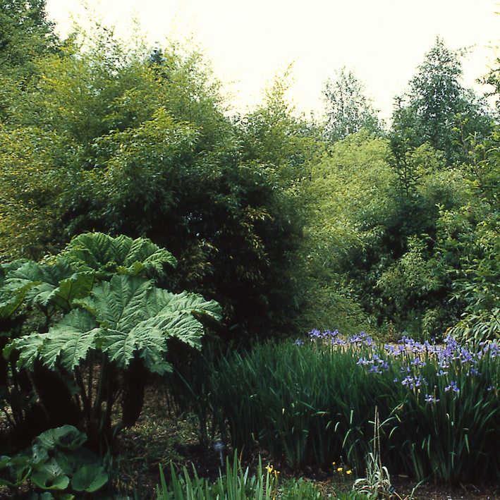 Semiarundinaria yashadake 'Kimmei'