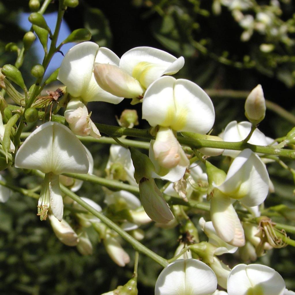 Sophora japonica 