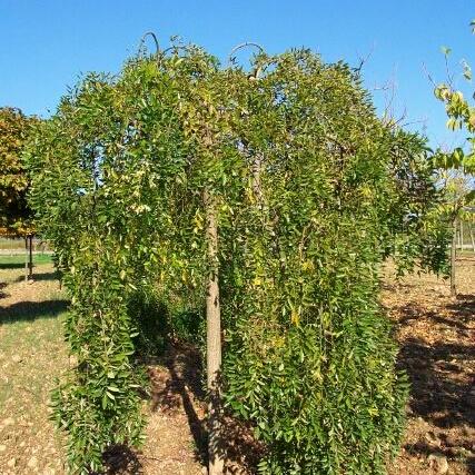 Sophora japonica 'Pandula' Hänge-Schnurbaum