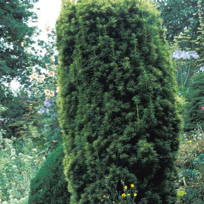 Taxus baccata 'Standishii' 