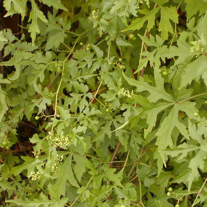 Ampelopsis aconitifolia