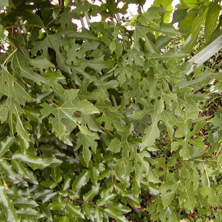 Ampelopsis bodinieri