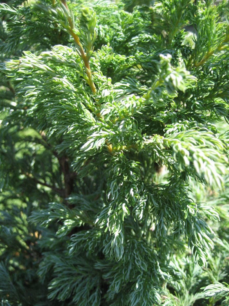 Chamaecyparis pisifera Boulevard