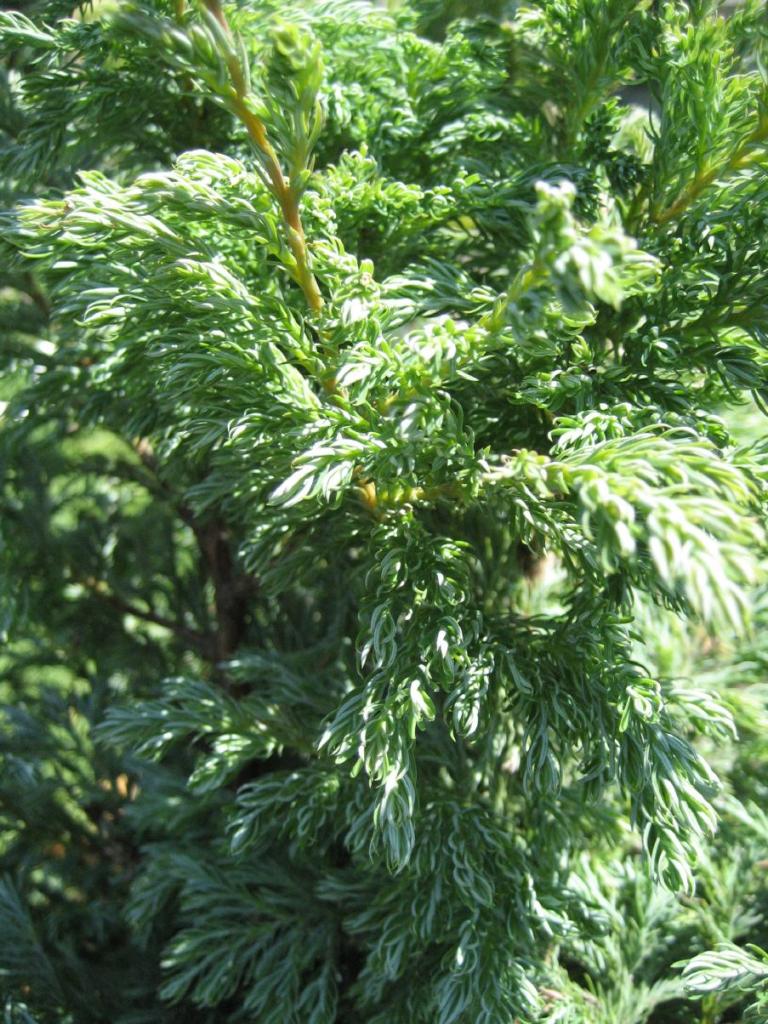 Chamaecyparis pisifera Boulevard