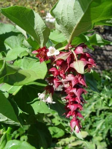 Leycesterie, Karamellstrauch