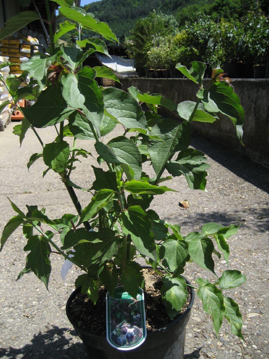 Leycesterie, Karamellstrauch