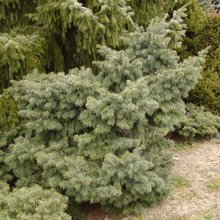 Zwerg-Douglasfichte 'Fletcheri'