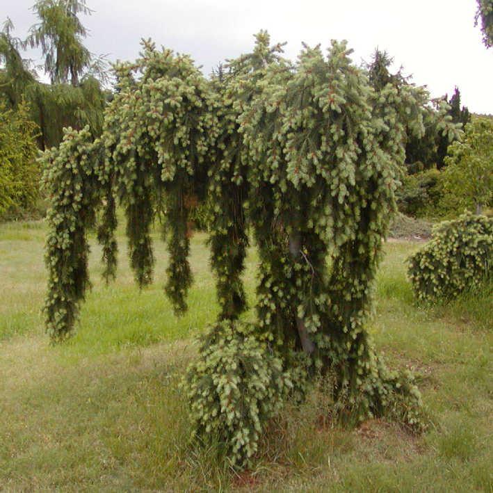 Hänge Douglasfichte 'Glauca'