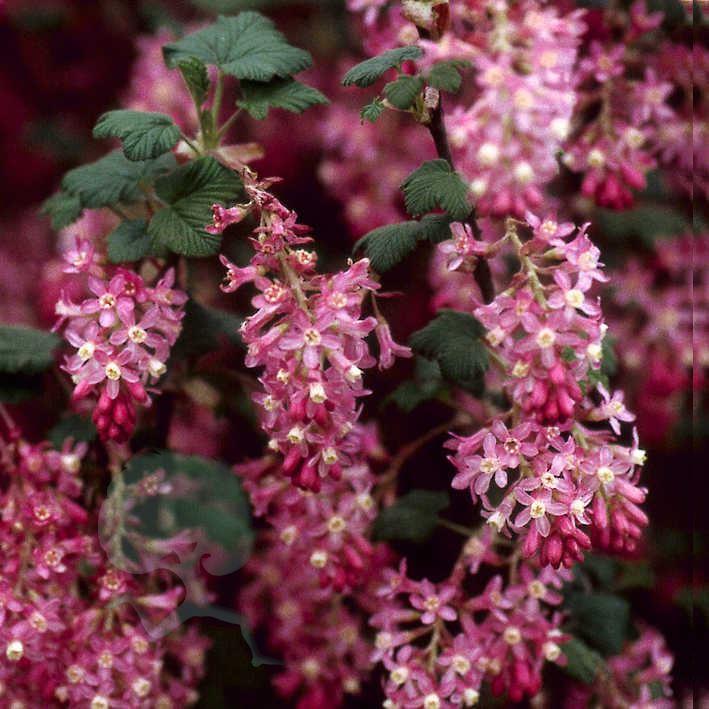 Ribes sanguineum 'King Edward VII'