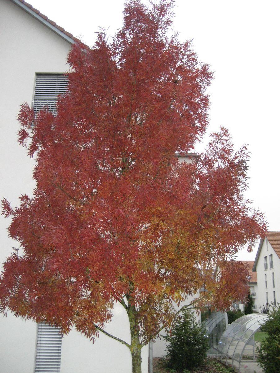 Fraxinus excelsior  'Westhofs Glorie' 
