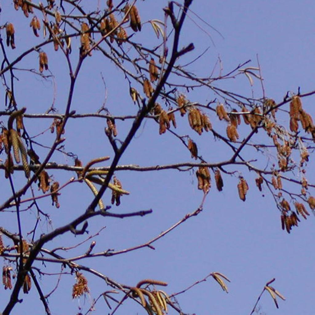 Betula maximowicziana