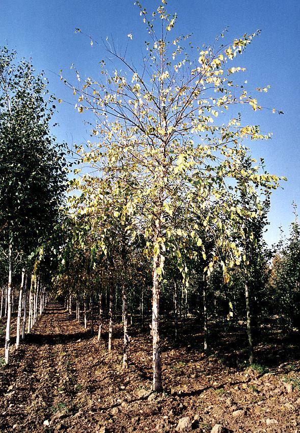 Schwarzbirke, Flussbirke