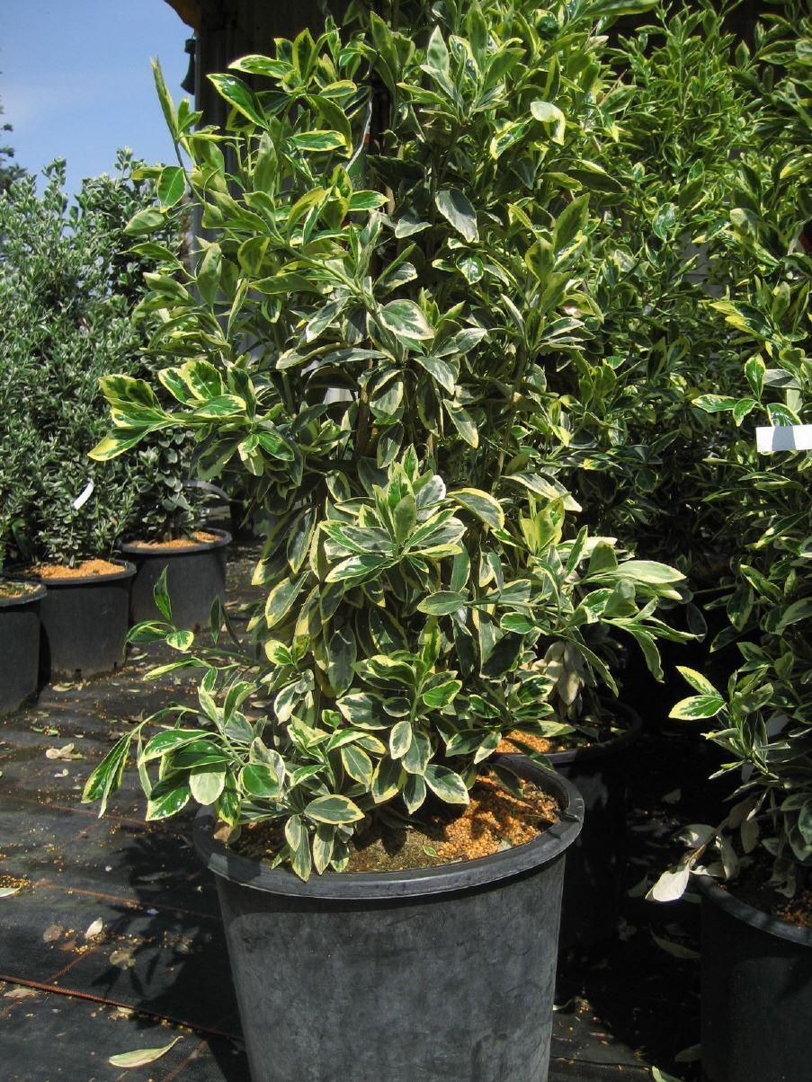 Euonymus japonicus 'Americanus'