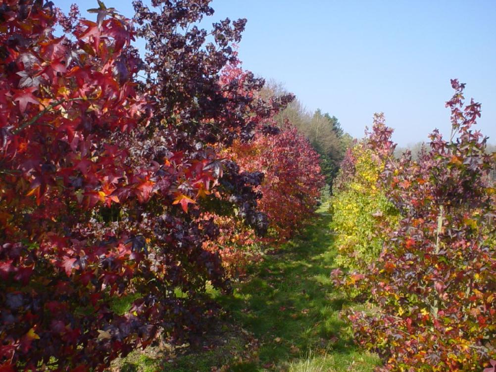 Liquidambar styraciflua