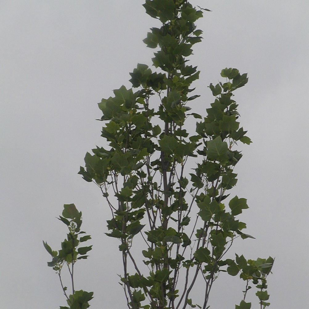 Liriodendron tulipifera 'Fastigiat Aureum'