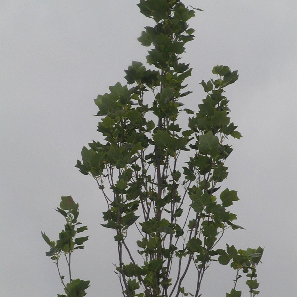 Liriodendron tulipifera 'Fastigiat Aureum'
