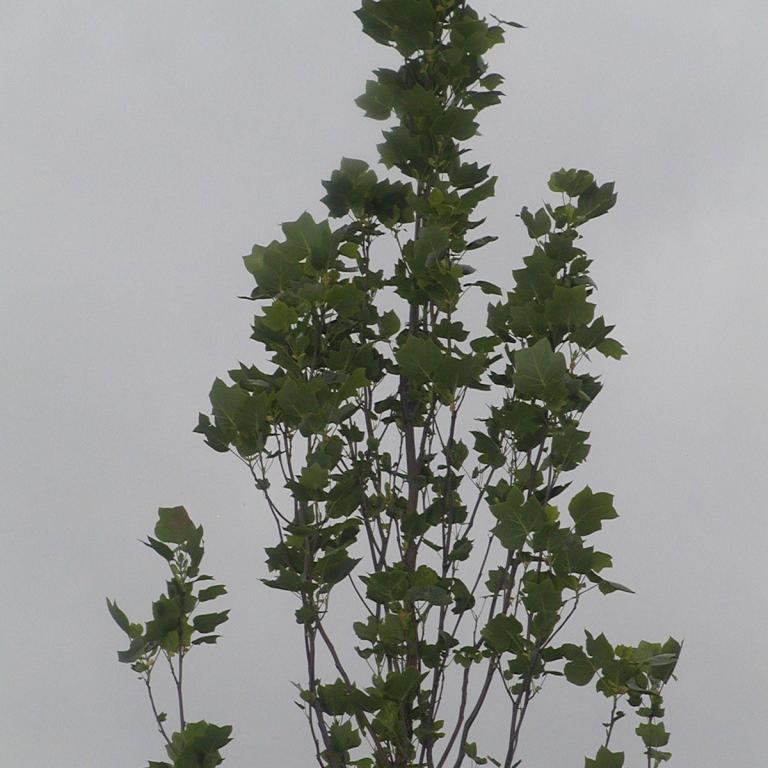 Liriodendron tulipifera 'Fastigiat Aureum'