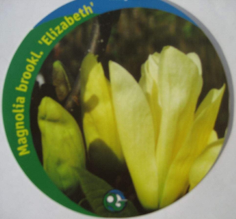 Magnolia brooklynensis 'Elizabeth'