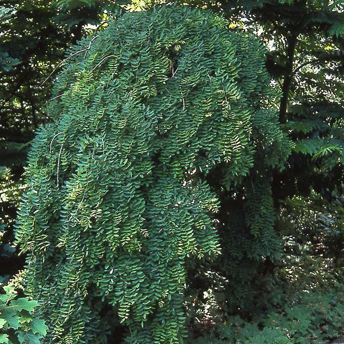 Sophora japonica 'Pandula' Hänge-Schnurbaum