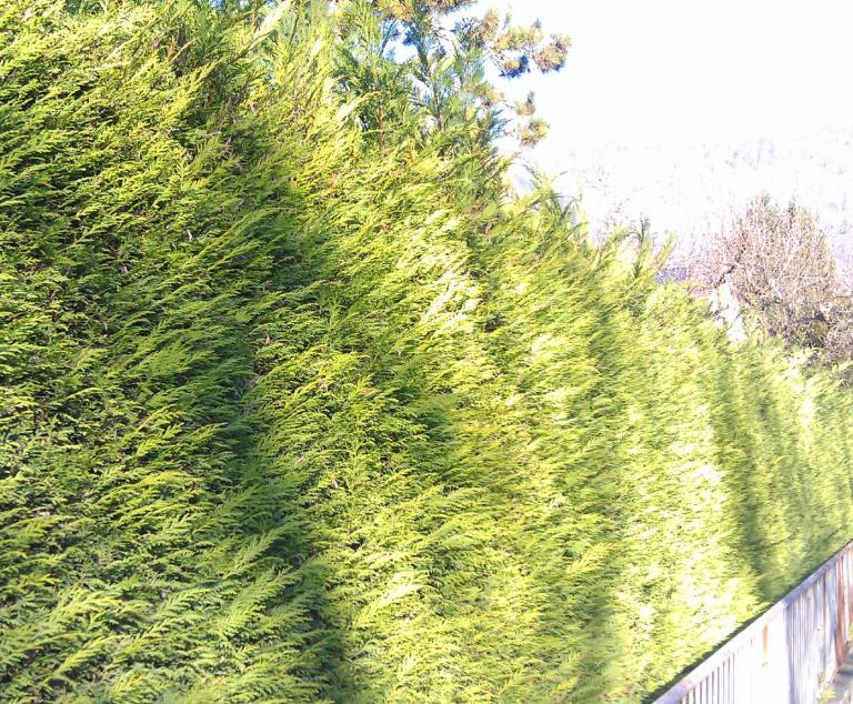 Bastard-Zypresse Leyland-Zypresse