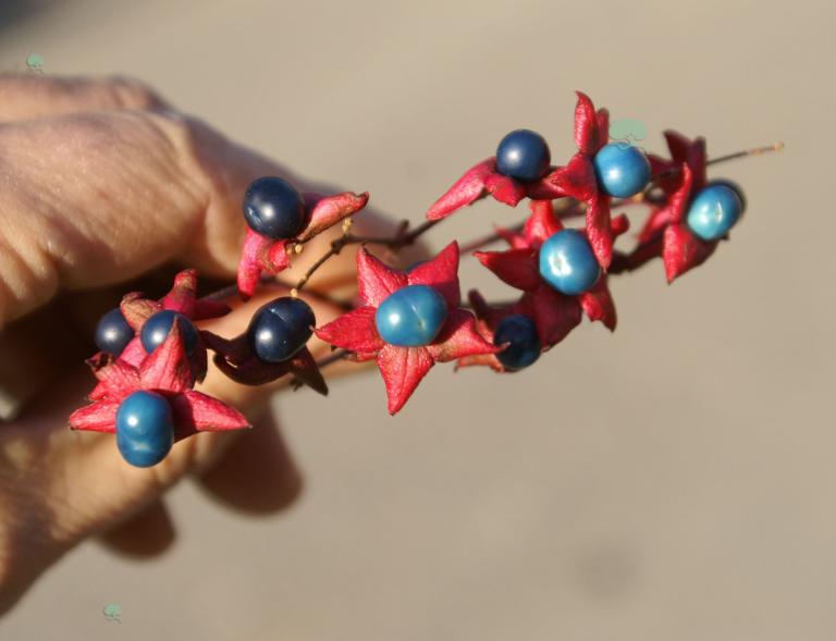 Clerodendrum trichotomum fargesii