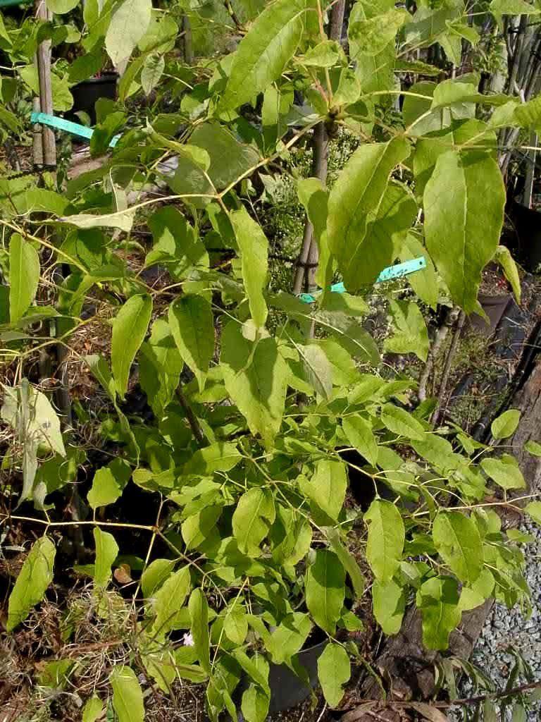 Fraxinus americana f. ascidiata  /   Weiss-Esche