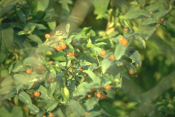 Turkestan-Geißblatt.