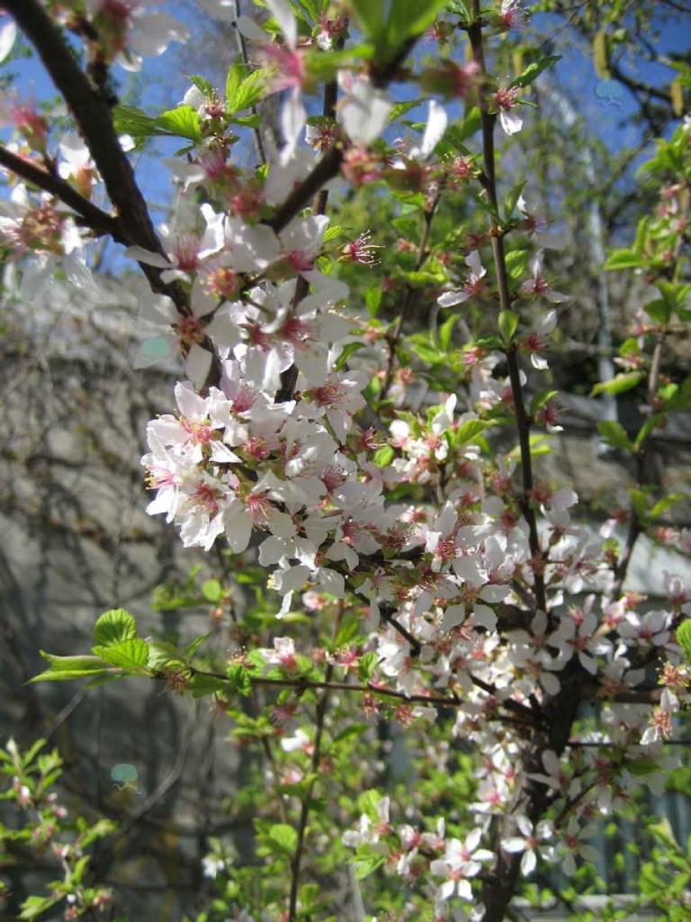 Korea Kirsche, Filzkirsche