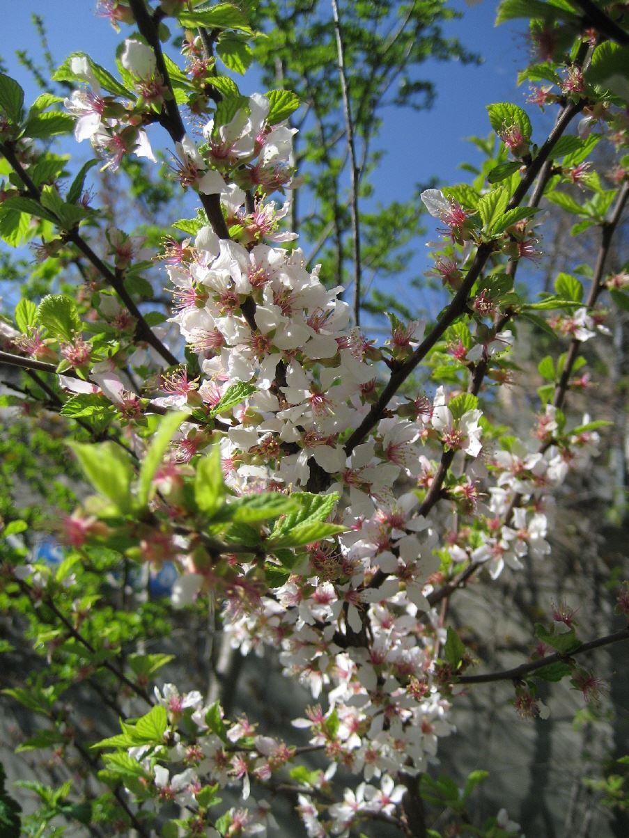 Korea Kirsche, Filzkirsche