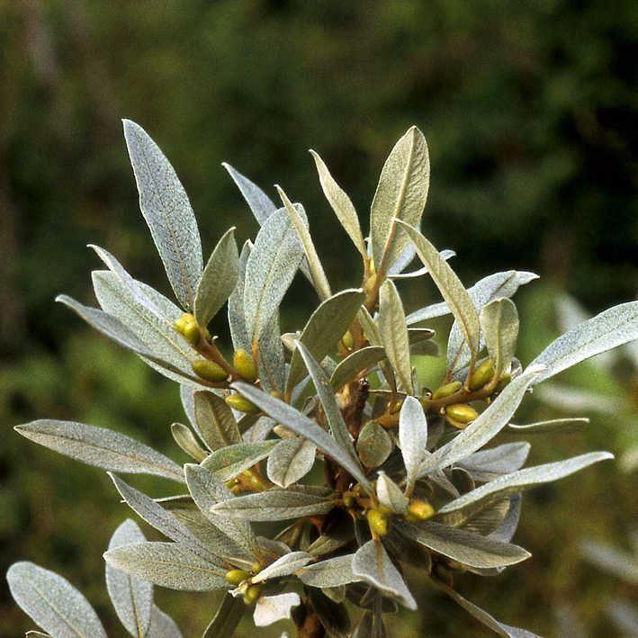 Salix lanata