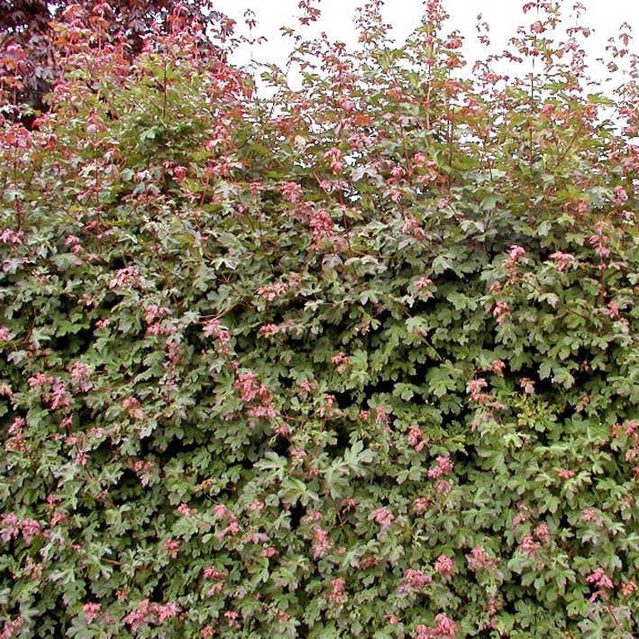 Acer campestre 'Royal Ruby'