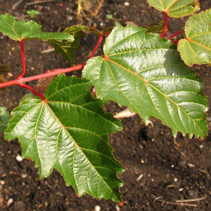 Acer davidii 'George Forrest' 