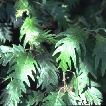 Alnus incana 'Laciniata' 
