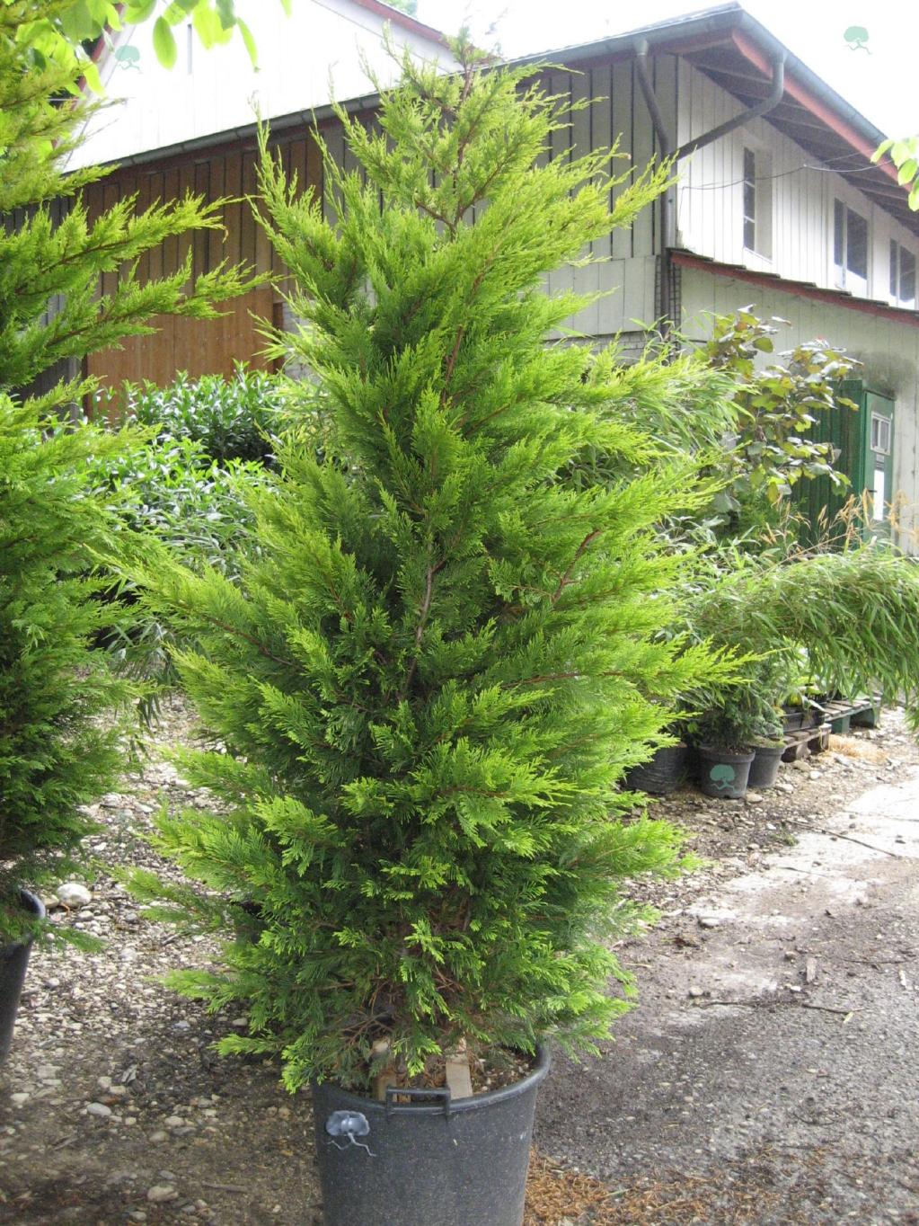 Cupressocyparis leylandii 'Gold Rider'