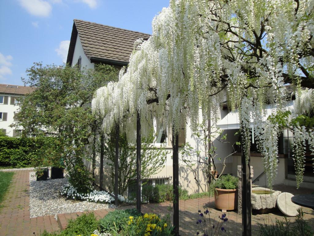 Wisteria floribunda ' Longiss Alba'