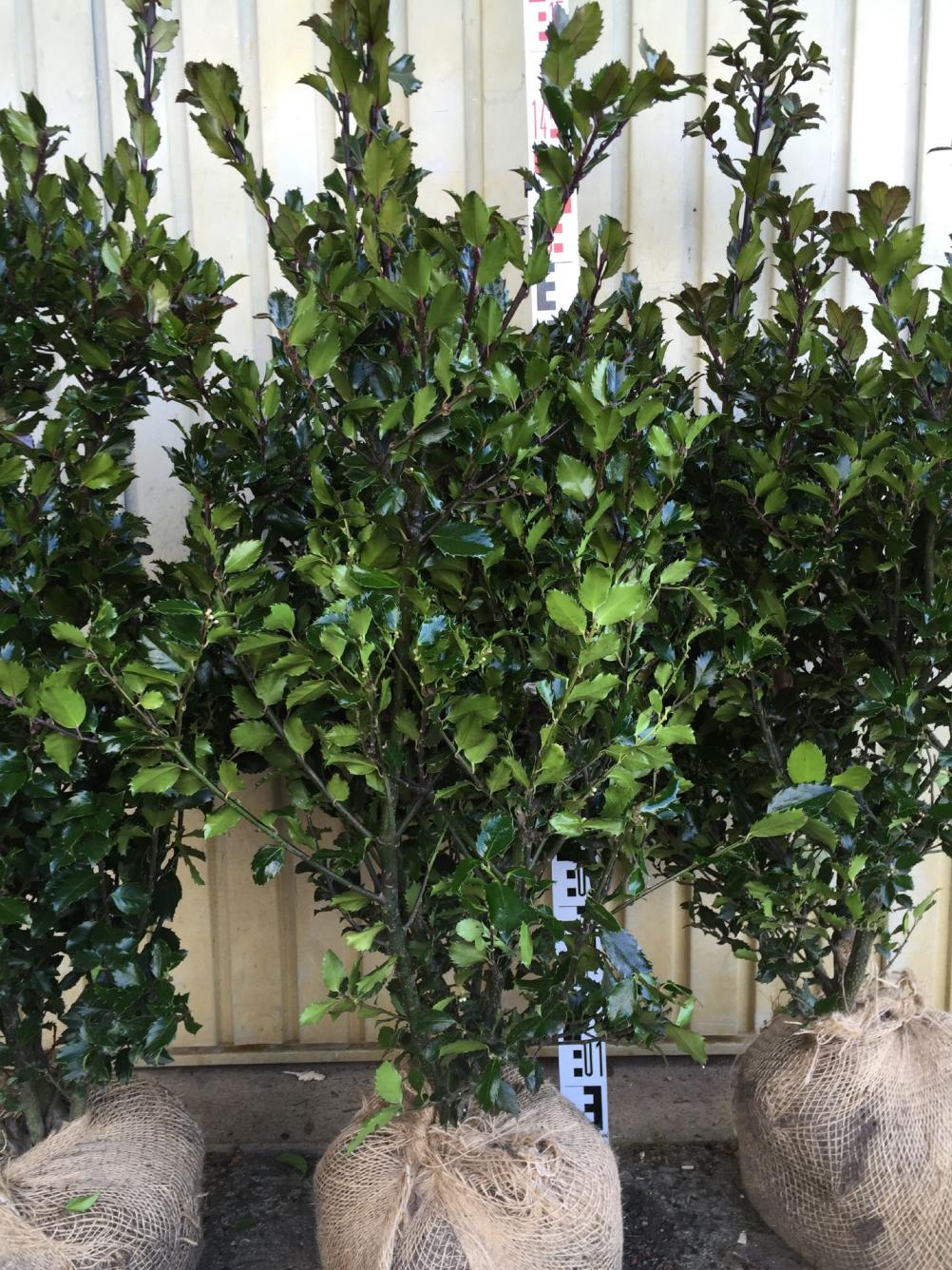 Ilex meserveae 'Blue Prince' ® 