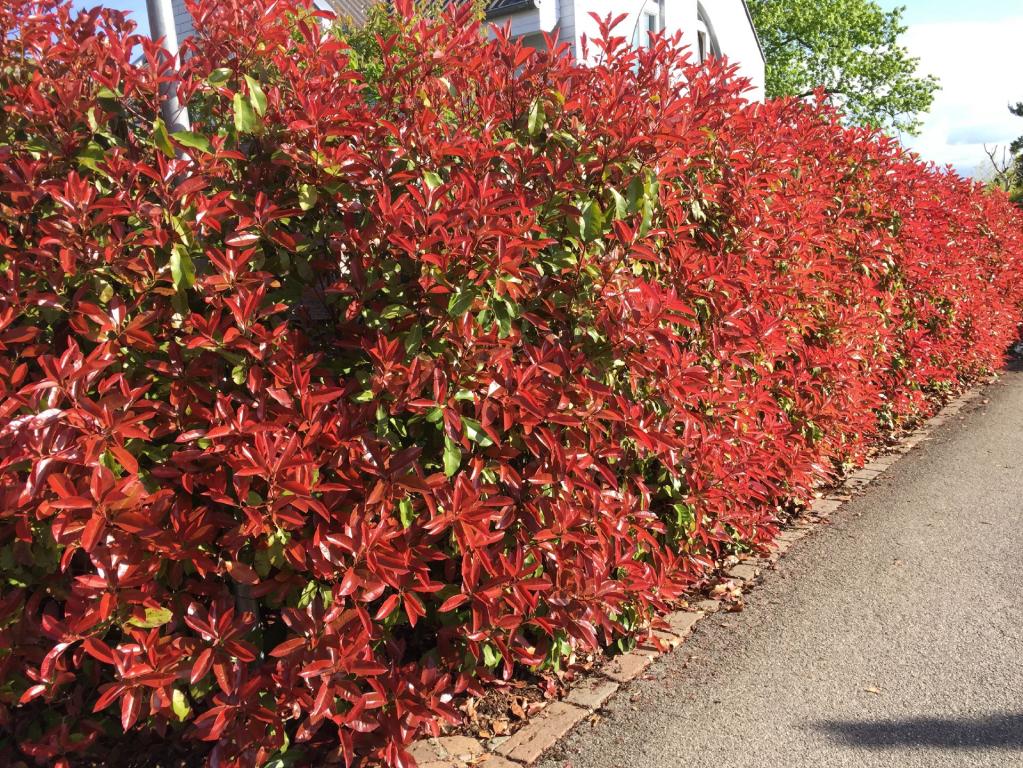 Hecke mit Photinia