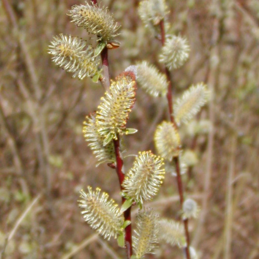 Schmetterlinge sind im Garten gern gesehene Gäste,
