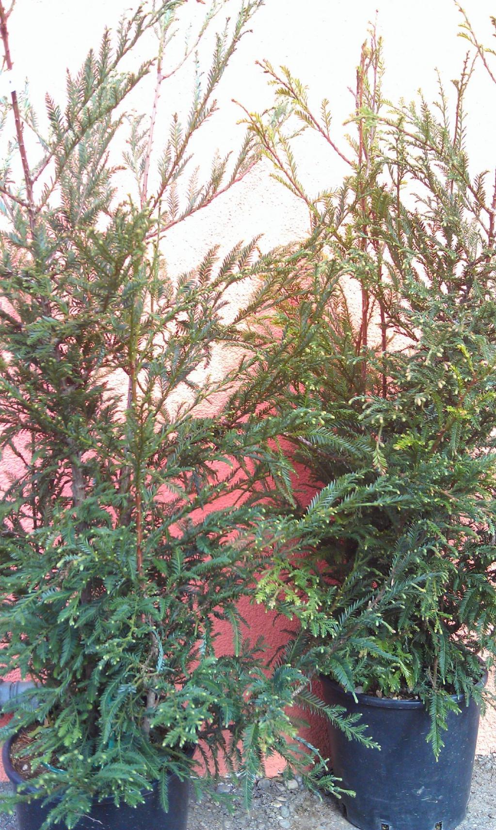 Kalifornien Mammutbaum, Redwood Küstenmammutbaum 