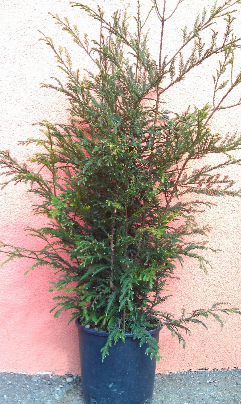 Kalifornien Mammutbaum, Redwood Küstenmammutbaum 