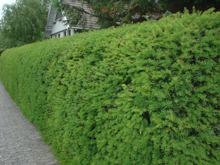 Taxus baccata Eibe