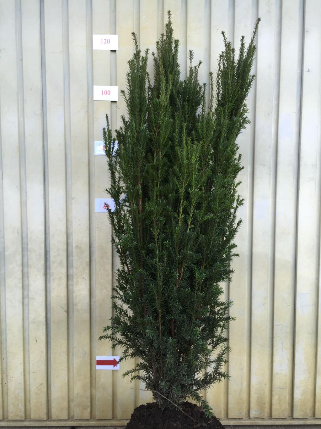 Taxus media 'Hillii'  125/+