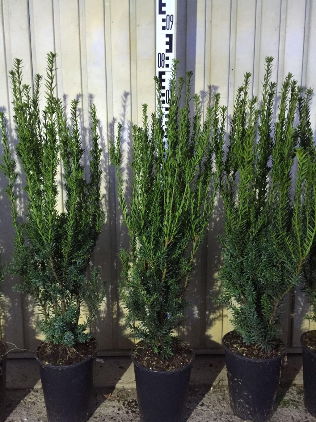 männliche Bechereibe 60-80 cm Container